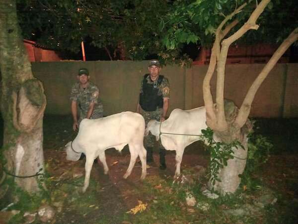 Recuperan dos terneros del poder de un funcionario del Hospital Regional de Paraguarí                                             - Nacionales - ABC Color