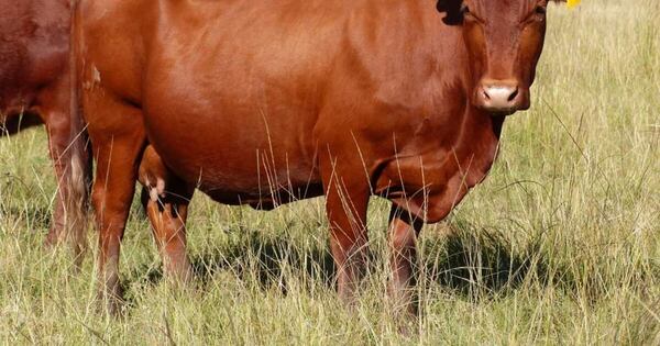 La Nación / Raza bovina Bonsmara evoluciona en el país con un hato de 15.000 cabezas