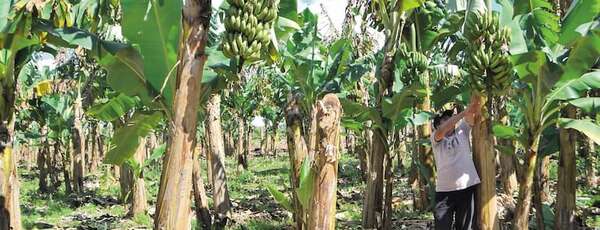 MOPC adjudica la “ruta de la banana” de Caaguazú y otra importante obra de Paraguarí - Economía - ABC Color