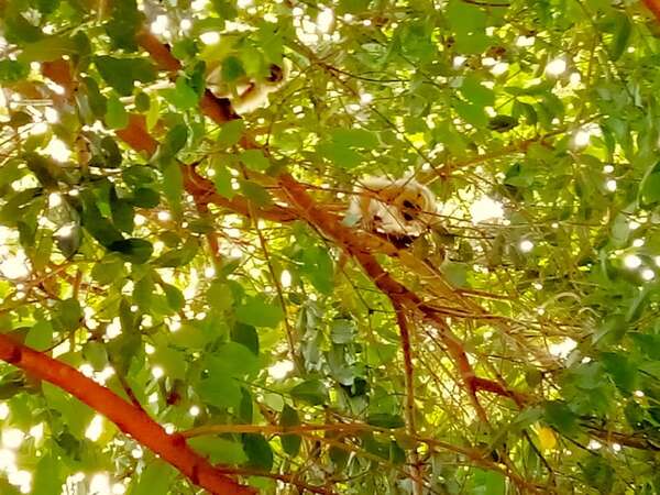 Video: descubren pareja de monos entre las ramas de los árboles en Carapeguá - Nacionales - ABC Color