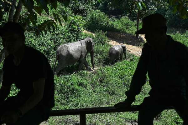 ADN de excrementos de elefantes: una esperanza para la supervivencia de la especie - Ciencia - ABC Color