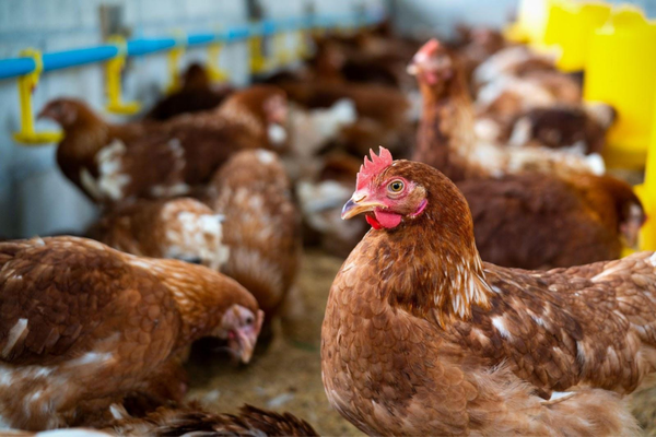 Dos jóvenes terninaron presos por robar gallinas en Edelira