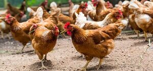 DOS PERSONAS FUERON APREHENDIDAS POR HURTO DE GALLINAS EN EDELIRA  - Itapúa Noticias