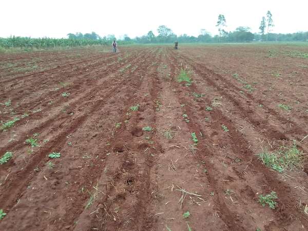 San Pedro: agricultores continúan con la siembra de la temporada - Nacionales - ABC Color
