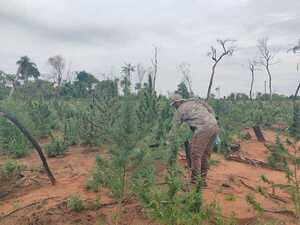 SENAD y la FTC destruyen 27 toneladas de marihuana en Yby Yaú