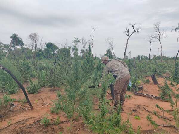 SENAD y la FTC destruyen 27 toneladas de marihuana en Yby Yaú