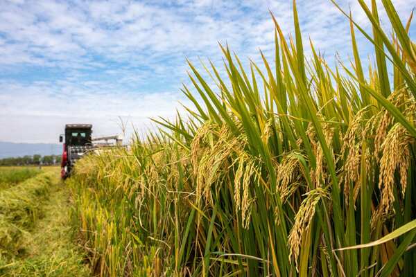 Esperan una buena producción de arroz para la presente campaña