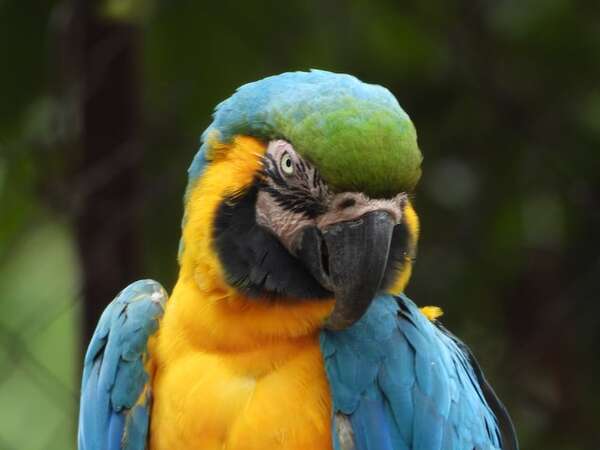 Luque: rescatan a guacamayo transportado irregularmente - Nacionales - ABC Color