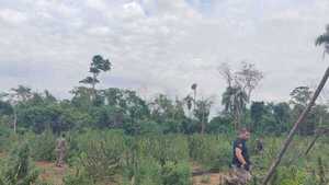 Agentes de Senad y de la FTC destruyen 27 toneladas de marihuana en Yby Yaú