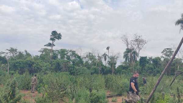 Agentes de Senad y de la FTC destruyen 27 toneladas de marihuana en Yby Yaú