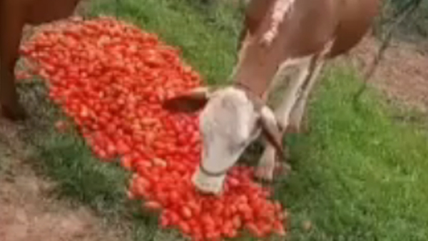 Agricultor da de comer tomate a sus vacas en son de protesta - SNT
