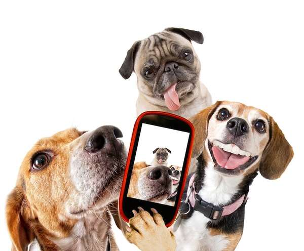Sentido del humor en mascotas: ¿pueden realmente bromear con vos? - Mascotas - ABC Color