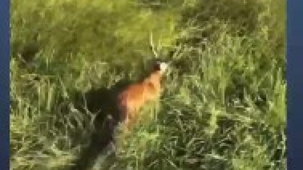 Investigan cacería ilegal de animales desde helicópteros