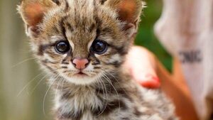 Tirica: matanza y mascotismo, principales amenazas para este hermoso felino