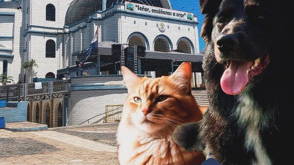 "Las mascotas no peregrinan a Caacupé", dice Defensa Animal