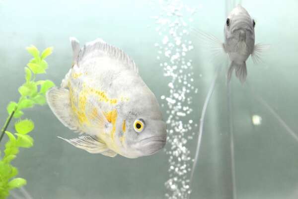 Terapia asistida con peces: explorando nuevas fronteras en la sanación emocional - Mascotas - ABC Color