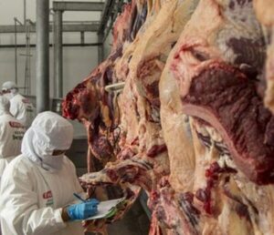 Buenas proyecciones para el ganado gordo, visión país y promoción de la carne nacional