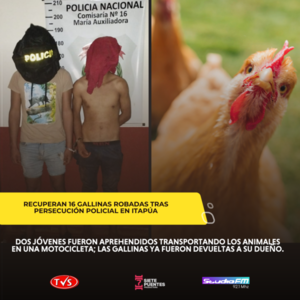 Recuperan 16 gallinas robadas tras persecución policial en zona rural - TVS