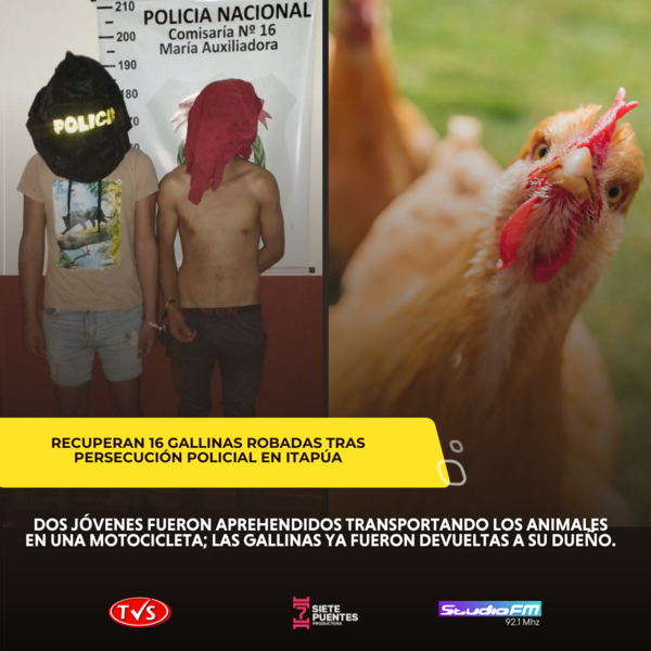 Recuperan 16 gallinas robadas tras persecución policial en zona rural - TVS