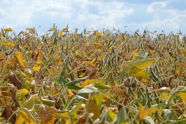 Falta de lluvias golpea cultivos y afecta a la producción sojera en regiones clave - MarketData