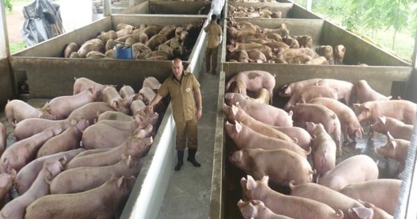 Diario HOY | Ratifican a Paraguay como país libre de peste porcina y de pequeños rumiantes