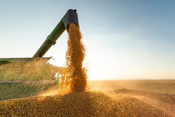 Campaña sojera: Las proyecciones se mantienen estables, pese al escenario global volátil - MarketData