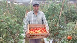 Miles de kilos de tomate se pierden debido a la falta de mercado  - Nacionales - ABC Color