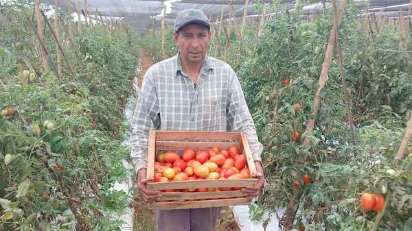 Miles de kilos de tomate se pierden debido a la falta de mercado - Nacionales - ABC Color