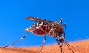 ¡Chake! El dengue se lleva a una persona en este 2024