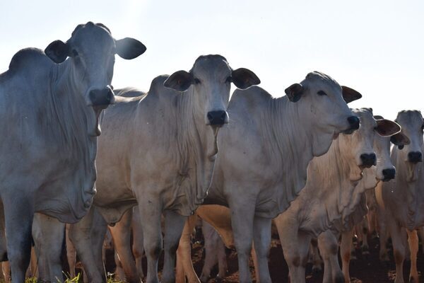 Desde la industria se prevé un 2025 con mejores precios para el ganado gordo en Paraguay