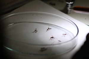 Preocupa aumento de notificaciones de casos de dengue - Unicanal