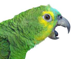 La ciencia del aprendizaje vocal: ¿por qué los pájaros mascotas imitan nuestras palabras?  - Mascotas - ABC Color