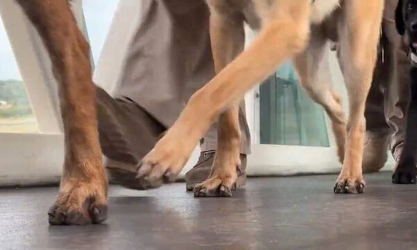 Patitas valientes contra el narcotráfico: canes antidrogas llegaron desde Chile