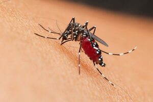 Confirman primer fallecido por dengue en periodo interepidémico