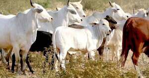 Diario HOY | Roban 300 vacas: 11 detenidos (4 de ellos policías), funcionarios y ‘poderosos’ implicados