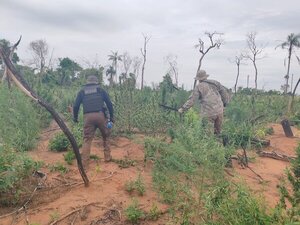 SENAD saca de circulación unas 27 toneladas de marihuana en Yby Yaú • RADIO NACIONAL