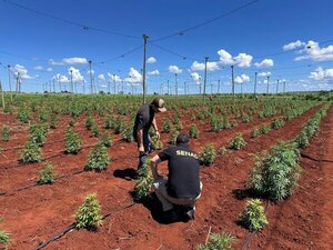 *“Alevosía”: cultivos de marihuana mecanizados en Maracaná - Portal Digital Cáritas Universidad Católica