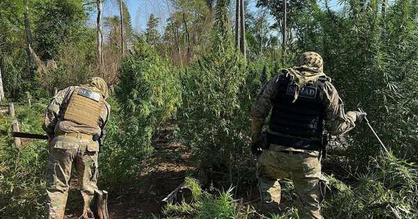 La Nación / Intervenciones antidrogas logran eliminar casi 11 millones de kilogramos de marihuana