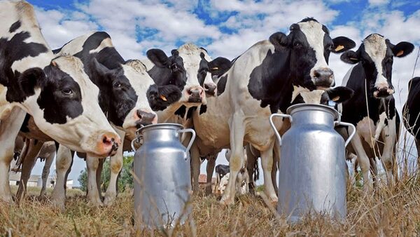 Fonterra registra suba del 3,1% en el precio de la leche en polvo