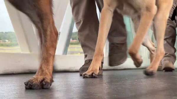 Video: presentan oficialmente a los nuevos agentes caninos de Senad - Mascotas - ABC Color