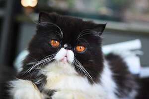 Cómo fortalecer el sistema inmunológico de tu gato para prevenir infecciones - Mascotas - ABC Color