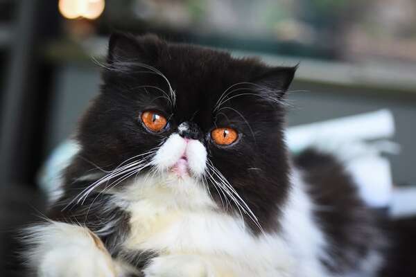 Cómo fortalecer el sistema inmunológico de tu gato para prevenir infecciones - Mascotas - ABC Color