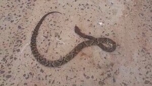 Curuguaty: Un hombre es internado tras sufrir en su cama la mordida de una serpiente
