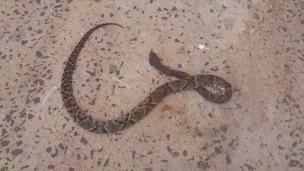 Curuguaty: Un hombre es internado tras sufrir en su cama la mordida de una serpiente