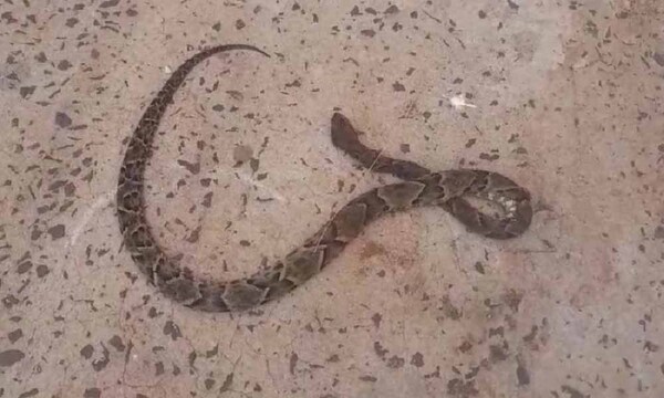 Curuguaty: Un hombre es internado tras sufrir en su cama la mordida de una serpiente – Prensa 5