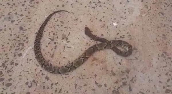 Un hombre fue mordido por una serpiente en su propia cama - Noticiero Paraguay