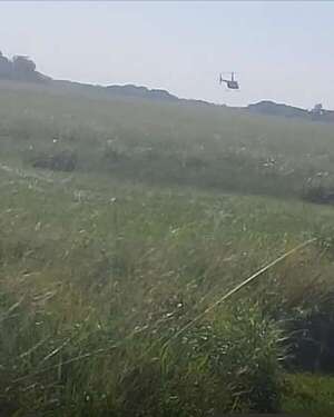 Denuncian matanza de animales desde helicópteros en Ñeembucú - Policiales - ABC Color