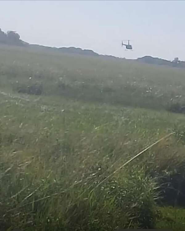 Denuncian matanza de animales desde helicópteros en Ñeembucú - Policiales - ABC Color
