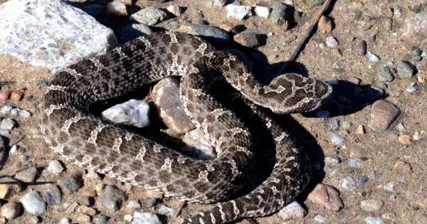 La Nación / Un hombre fue mordido por una serpiente en su propia cama