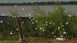 Invasión de mariposas blancas sorprende a Concepción